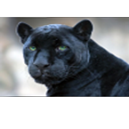 radio crni panter CH