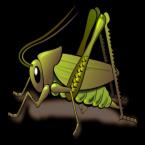 Cricket Radio Bay Area