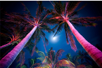 Indigo Nights Radio