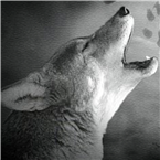Wild Wolf Country