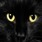 Southwestern Cool Cat Radio