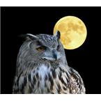 Bog Hoot Radio